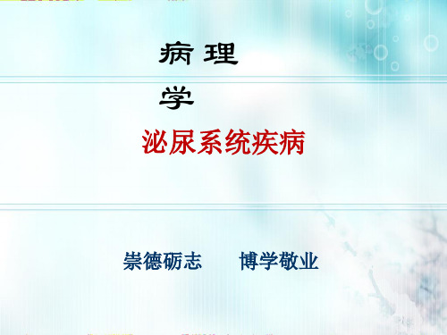 病理学与病理生理学  泌尿系统疾病