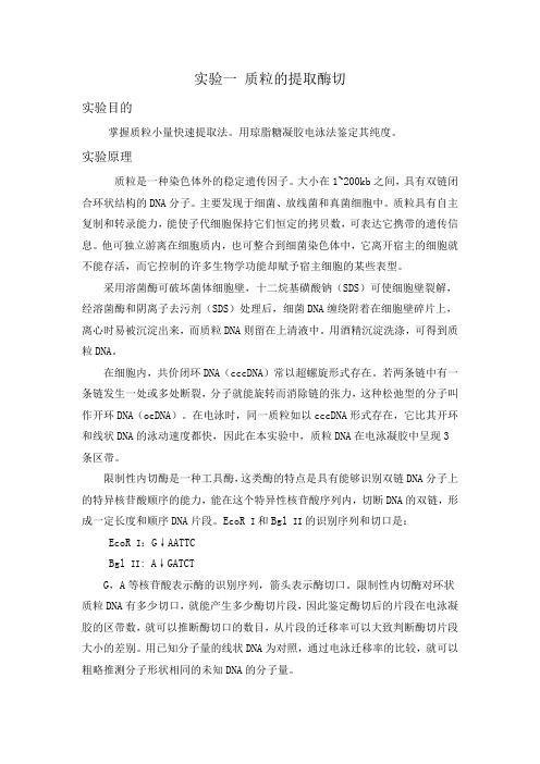 质粒的提取酶切 实验报告