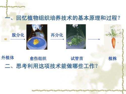2.1.2植物细胞工程的实际应用