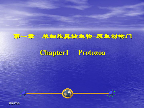 2-原生动物门