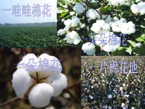 30《棉花姑娘》改