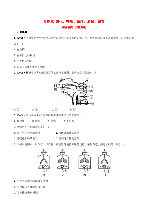 【全程复习方略】中考生物 专题三 消化、呼吸、循环、泌尿、调节精练精析(含中考题示例) 北师大版