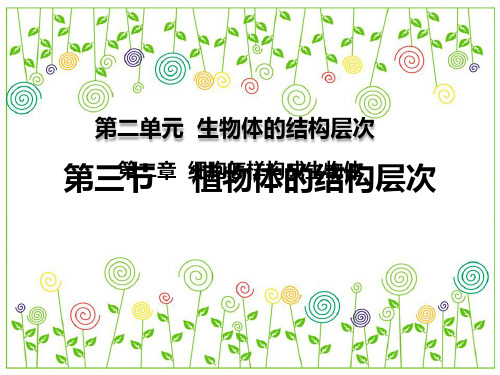  第三节 植物体的结构层次 课件