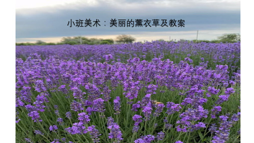 小班美术：美丽的薰衣草PPT 及教案