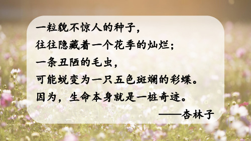 人教版四年级语文下册 课件17 生命 生命 课件(39张PPT)