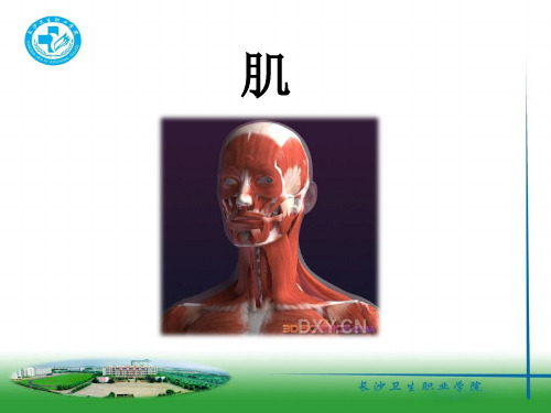 【精品推荐】颌面部肌肉