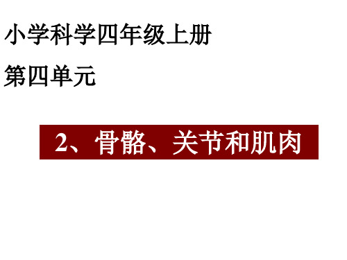 四年级上 骨骼、关节和肌肉教科版实用PPT
