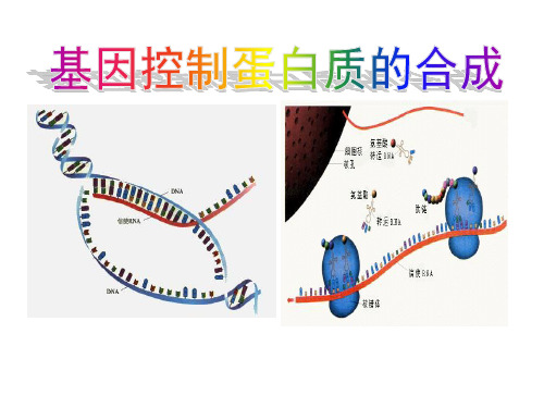 苏教版高中生物必修二第四章第三节基因控制蛋白质的合成(共26张PPT)