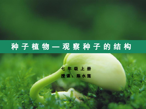 观察种子的结构PPT