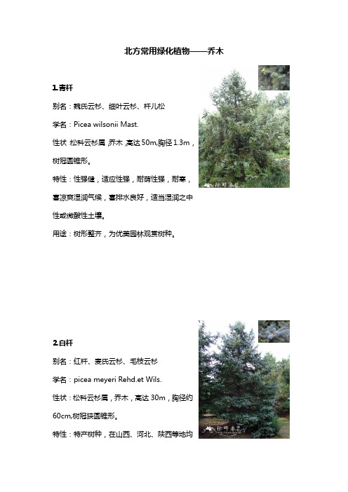 北方园林绿化常用植物-乔木