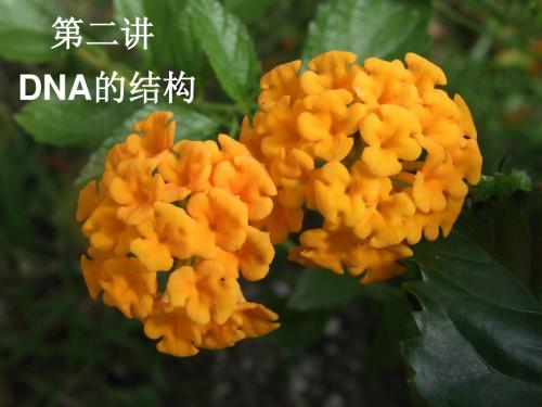 第二讲DNA结构