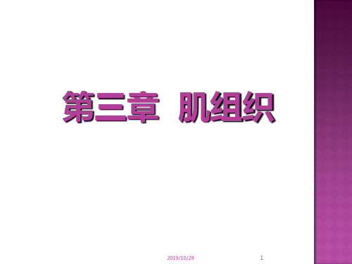 组胚-肌组织PPT课件