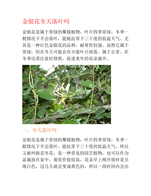 金银花冬天落叶吗