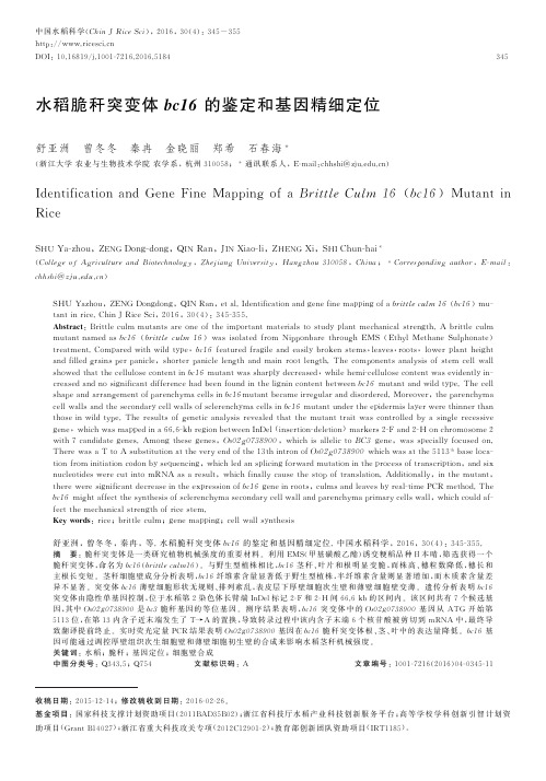 水稻脆秆突变体bc16的鉴定和基因精细定位