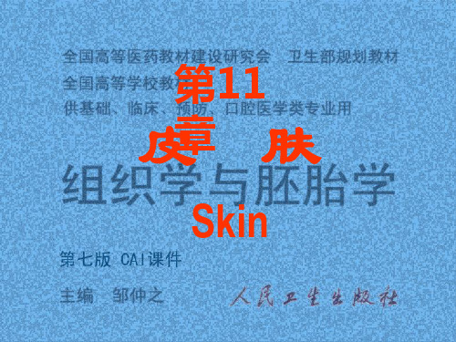 人面部皮肤结构图详解