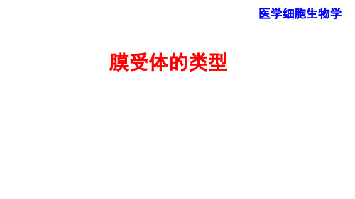 3.膜受体的类型