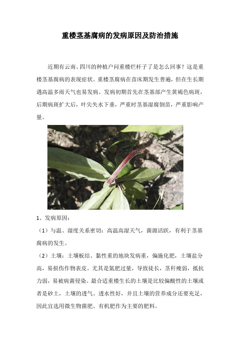重楼茎基腐病的发病原因及防治措施