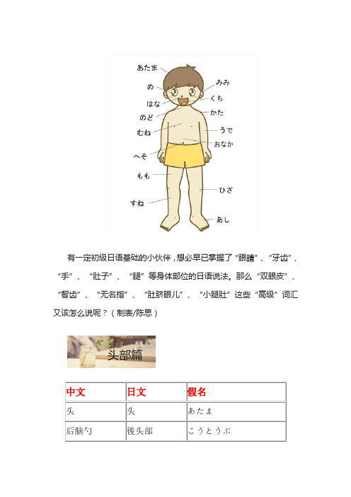日语身体部位说法