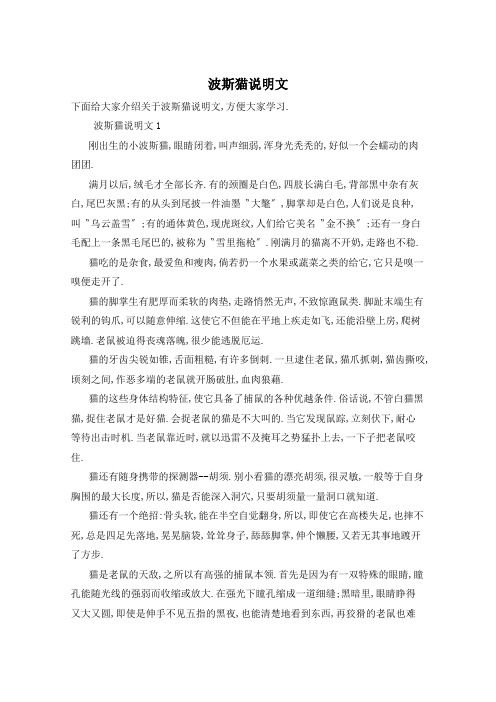 波斯猫说明文