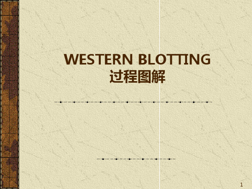 WESTERNBLOT操作步骤图PPT课件