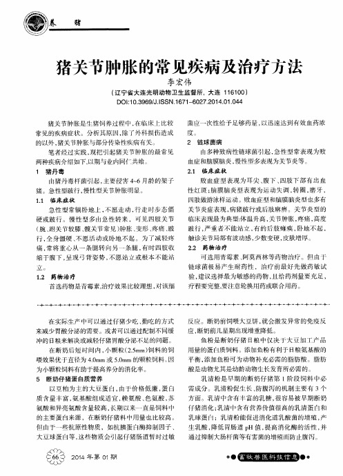 猪关节肿胀的常见疾病及治疗方法