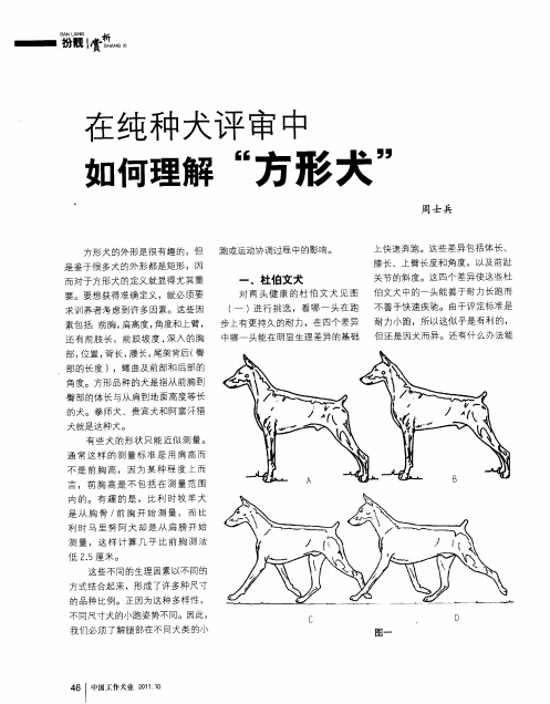 在纯种犬评审中如何理解“方形犬”