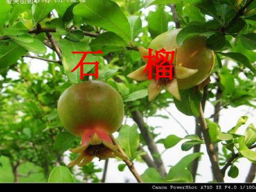 国标本苏教版三年级上册语文《石榴》PPT课件下载