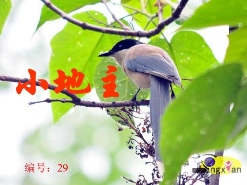 小地主