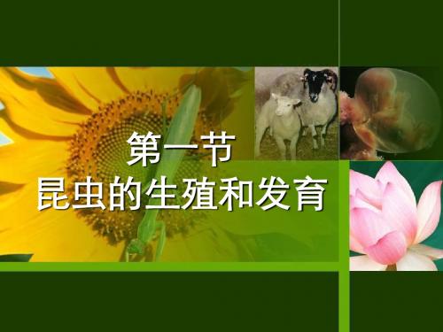 生物八年级 第二节 昆虫的生殖和发育