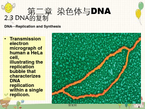 郜刚分子生物学染色体包装和半保留复制