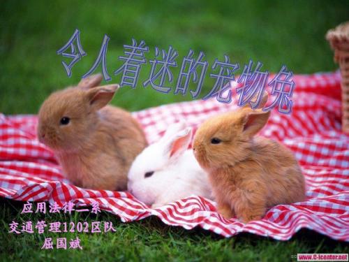 宠物兔