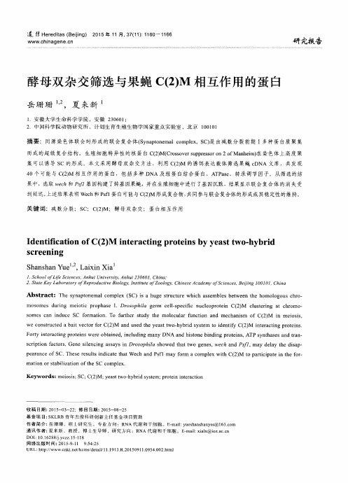 酵母双杂交筛选与果蝇C(2)M相互作用的蛋白