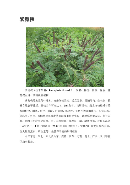 紫穗槐