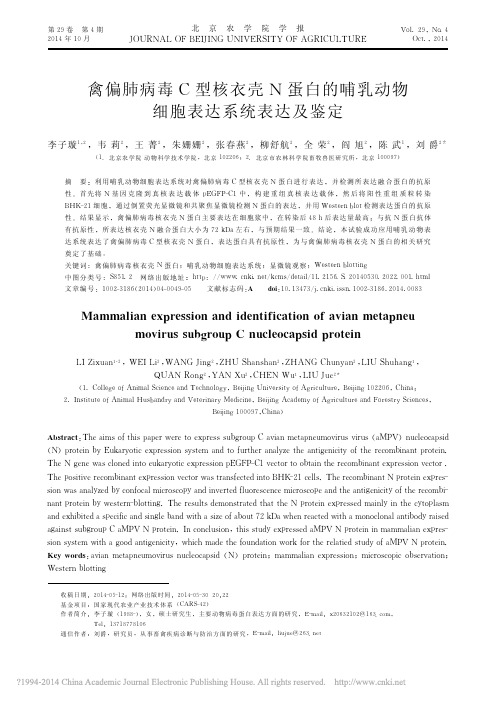 禽偏肺病毒C型核衣壳N蛋白的哺乳动物细胞表达系统表达及鉴定