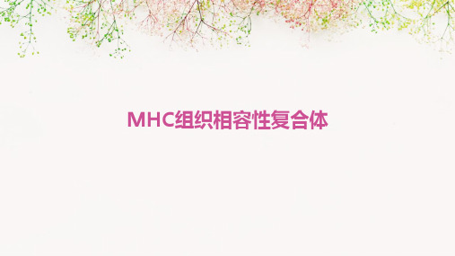 MHC组织相容性复合体
