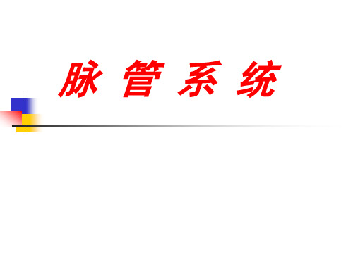 脉管系统