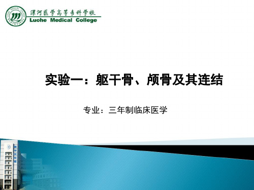 实验一：躯干骨、颅骨及其连结ppt实用资料