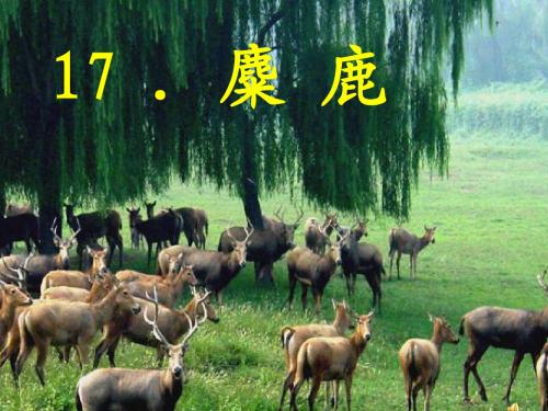 苏教版六上17-麋鹿课件ppt