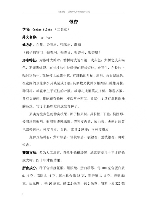 银杏(中草药)