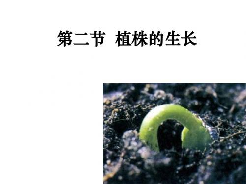 植株的生长ppt课件