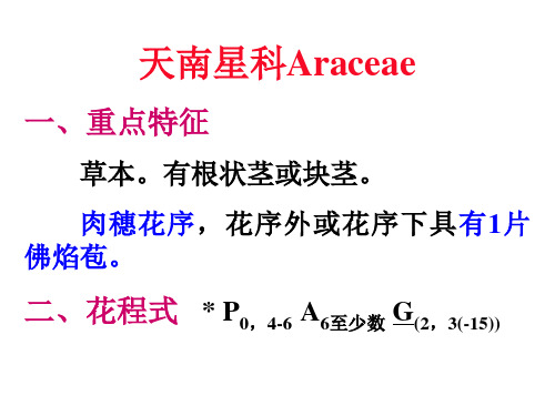 2.天南星科
