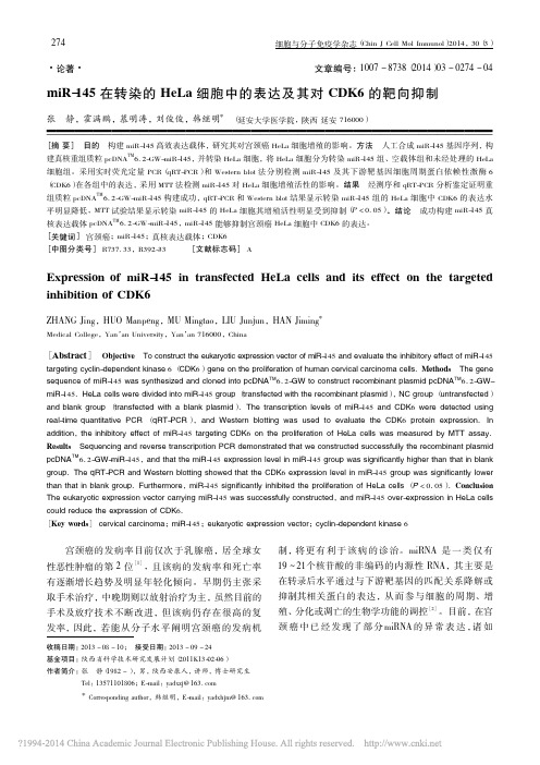 miR_145在转染的HeLa细_省略_中的表达及其对CDK6的靶向抑制_张静