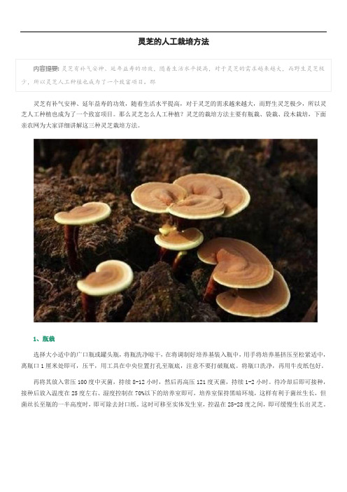 灵芝的人工栽培方法