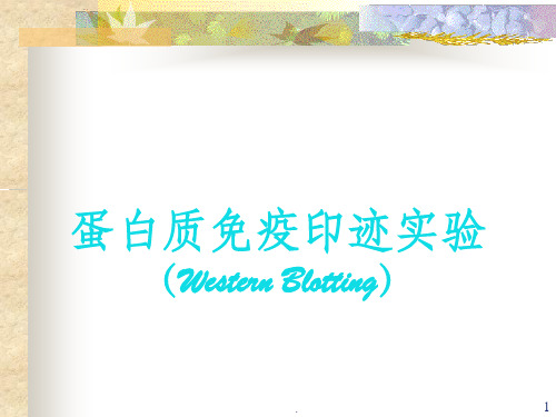 蛋白质免疫印迹实验(Western-BlotPPT课件