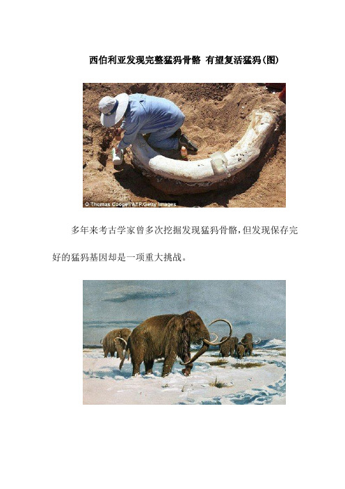 【课外阅读】西伯利亚发现完整猛犸骨骼有望复活猛犸(图)
