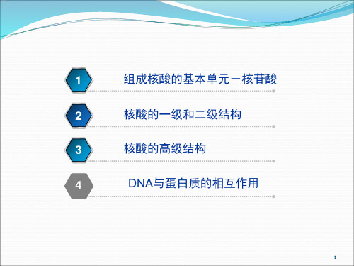 第三章 DNA的结构与功能_PPT幻灯片