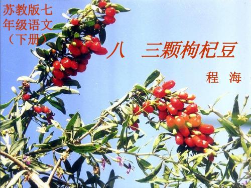 三颗枸杞豆PPT5 苏教版 (共28张PPT)