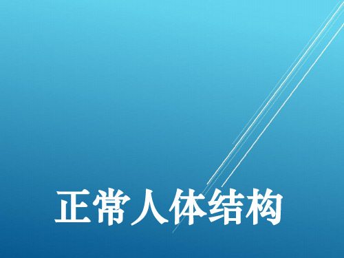 正常人体结构第10章