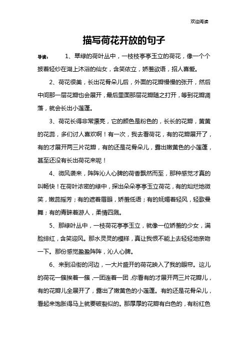 描写荷花开放的句子