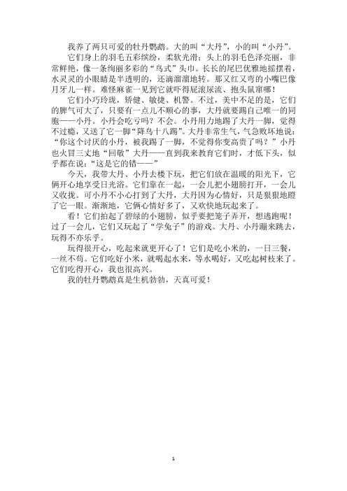 最新可爱的牡丹鹦鹉作文